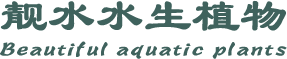 洪湖市靓水水生植物有限公司
