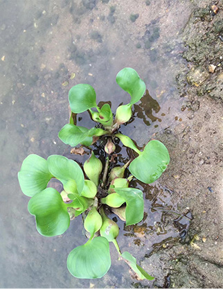 水葫芦