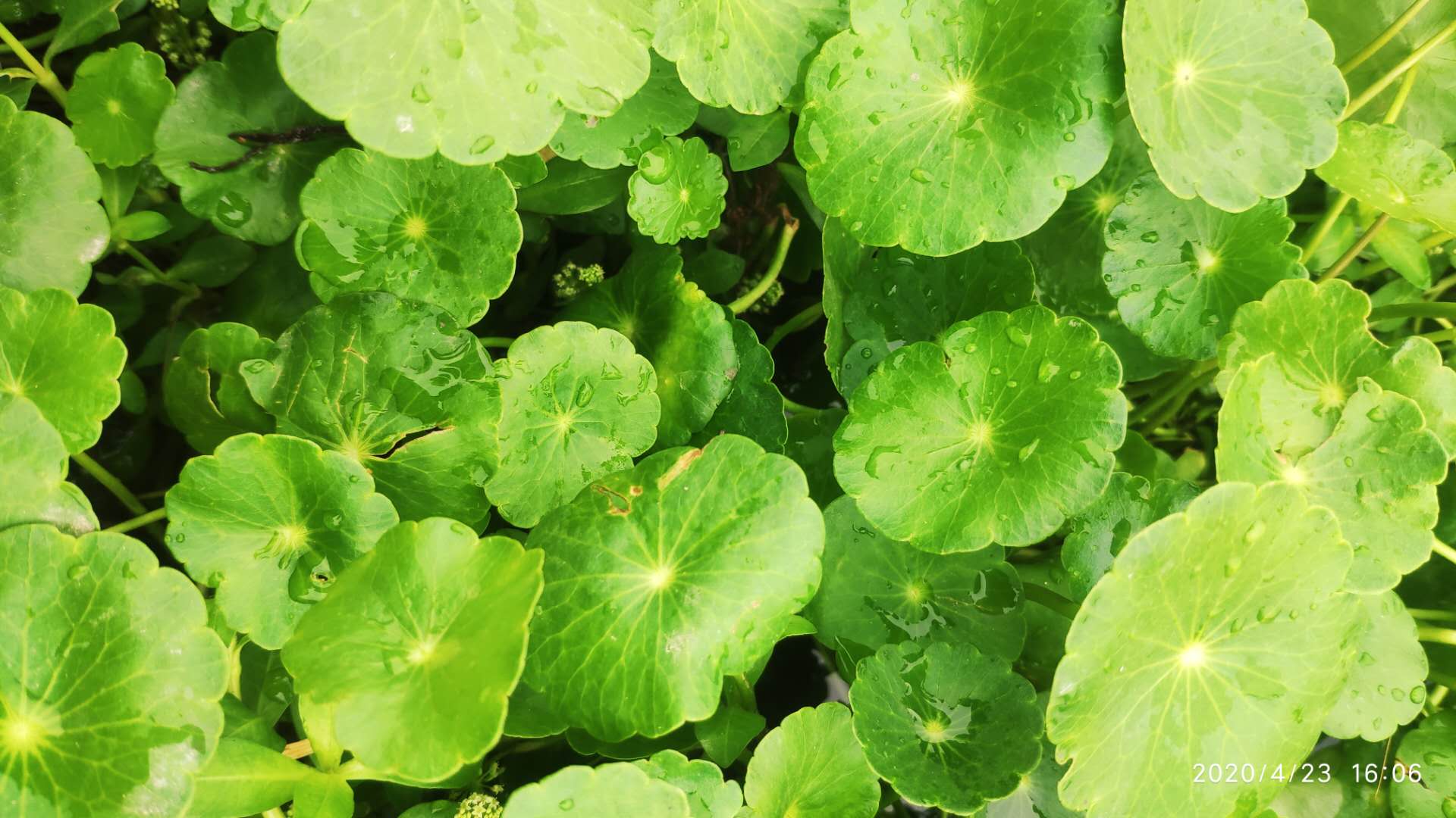 让水生植物生长良好的一些原则