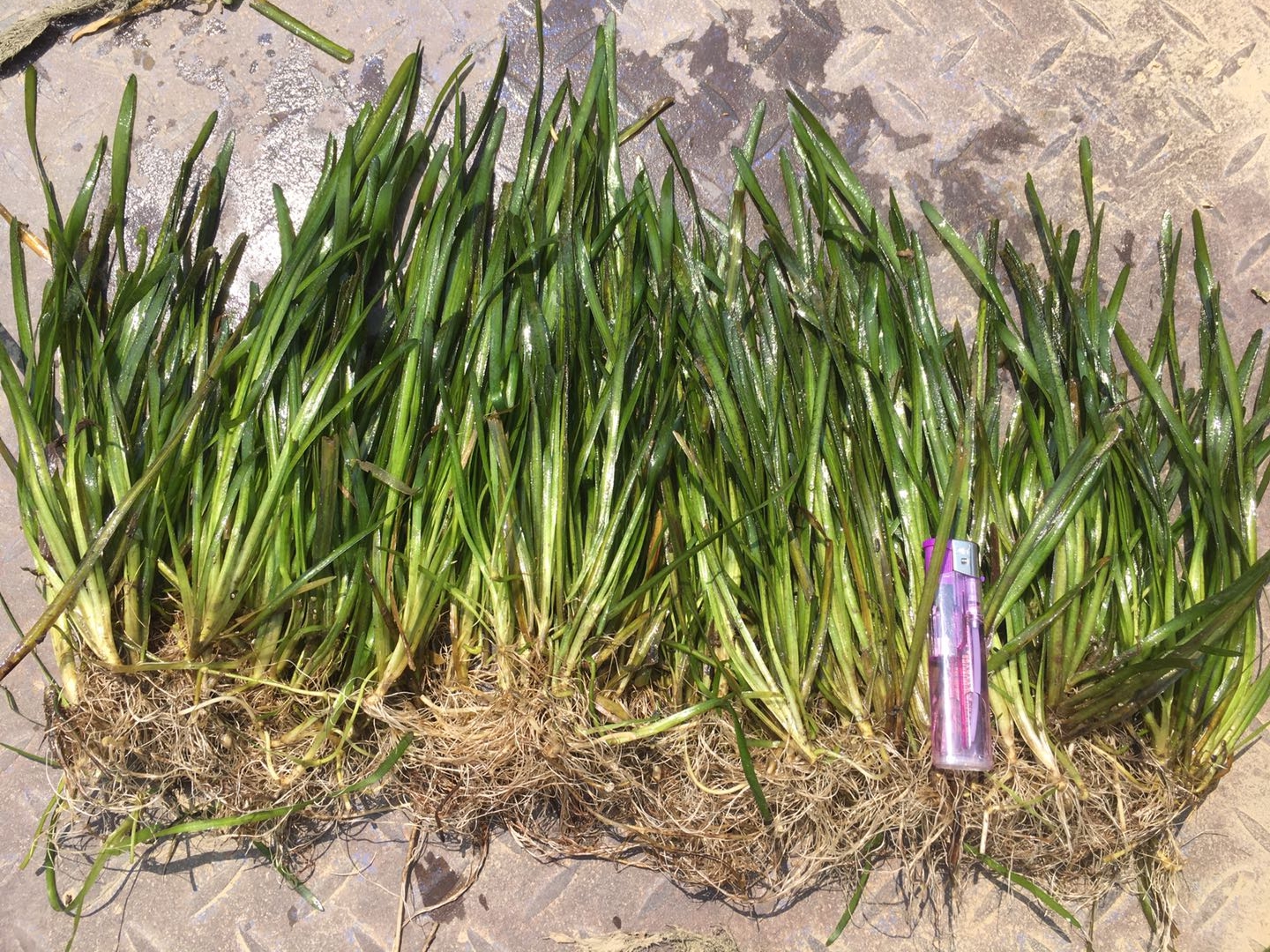 盆栽荷花的养殖方法