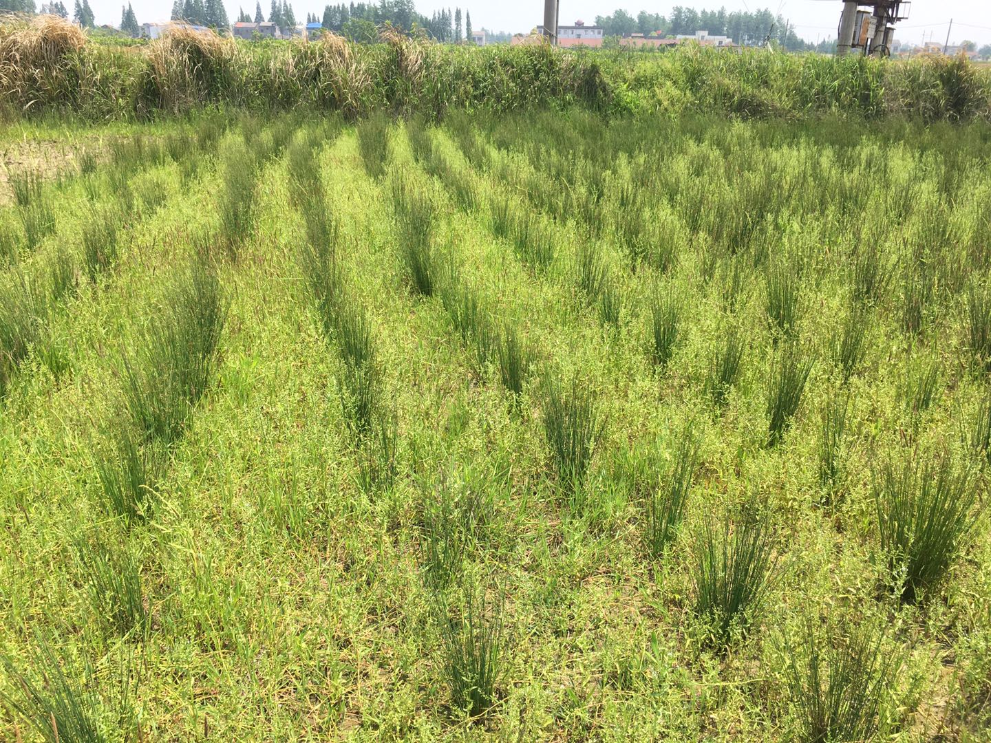 城市湿地公园的营建技术