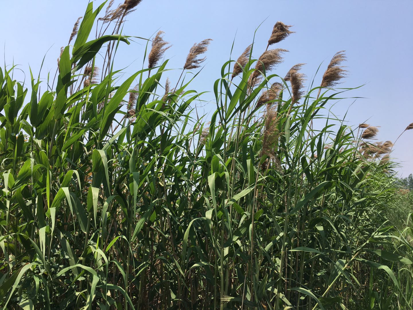 如何做好芦苇水培苗