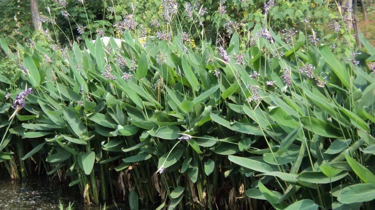 红叶石楠定植后如何管理