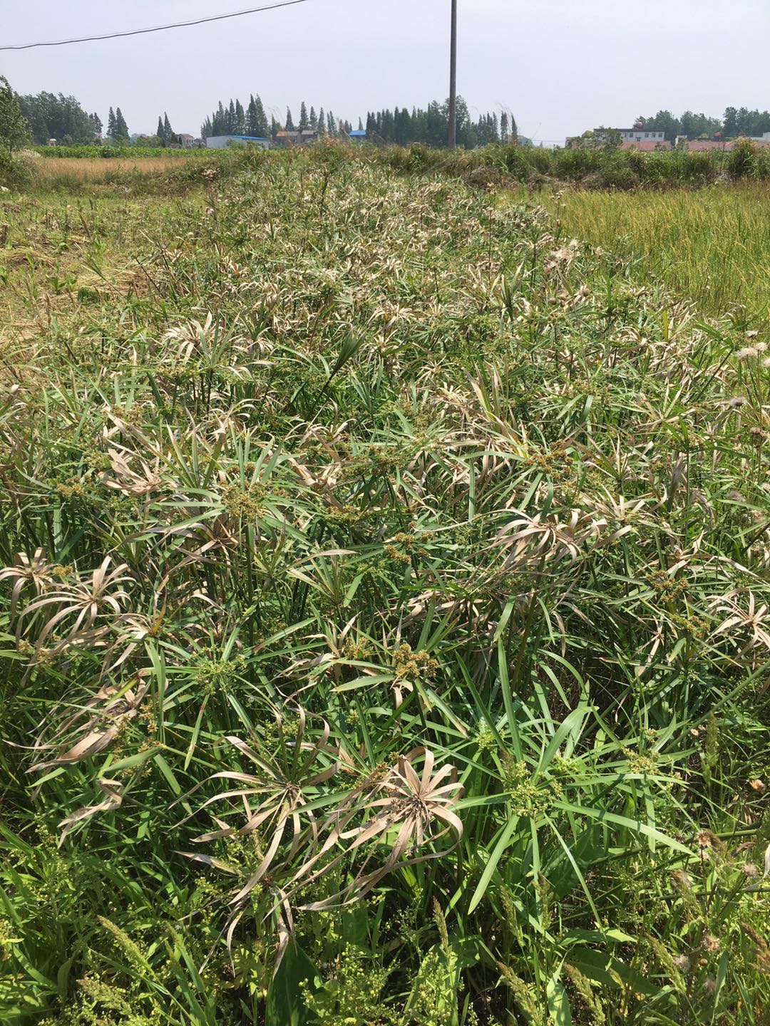 云南土著水生植物仅剩22种 专家...