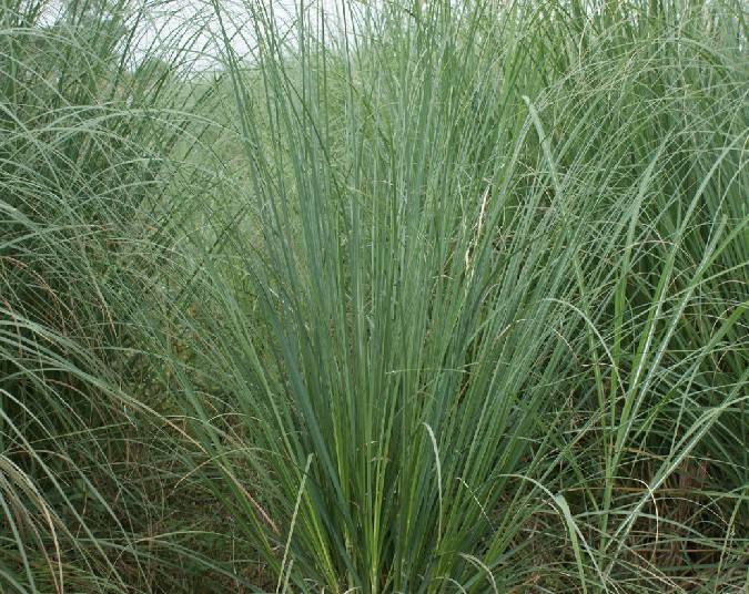 香蒲的养护管理