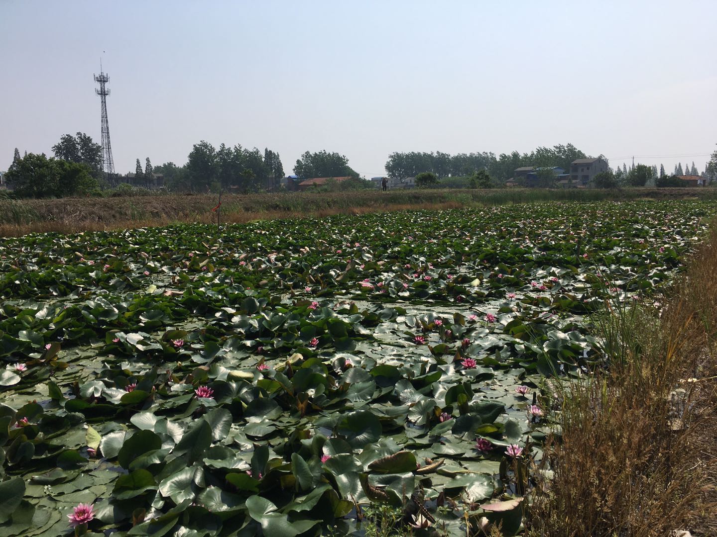 利用水生植物净化污水的处理方式
